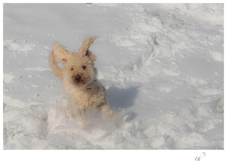 Labradoodle Snowdog