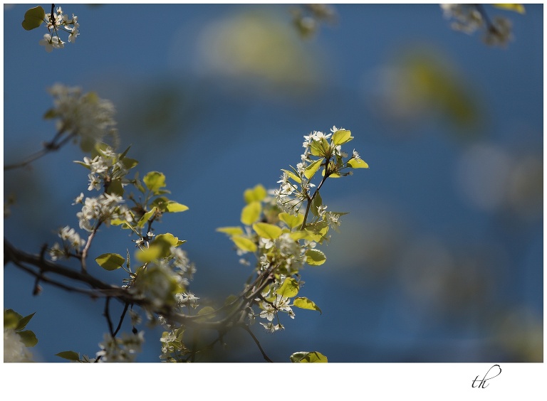 Spring tree buds