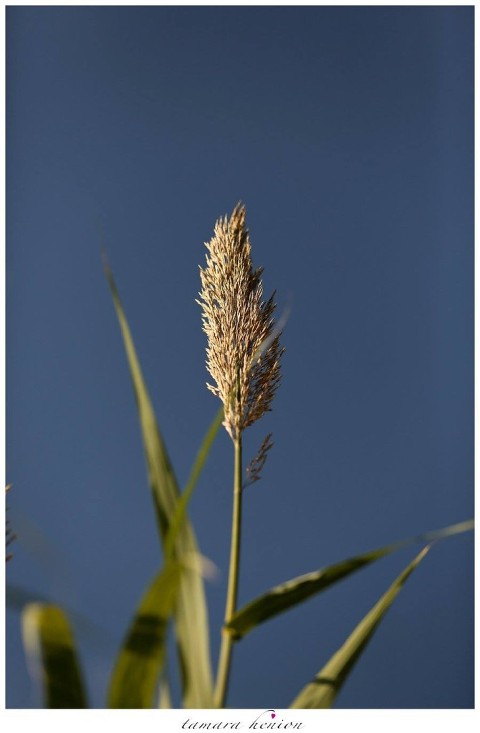 SEA OAT