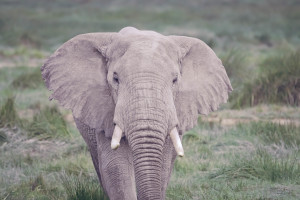 Elepha